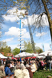 neuer Maibaum 2008 in Harlaching vor der Menterschwaige (Fotos & Video) (Foto: Martin Schmitz)